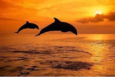 分析师称PS5 Pro价格至少600美元 PS5不会随之降价